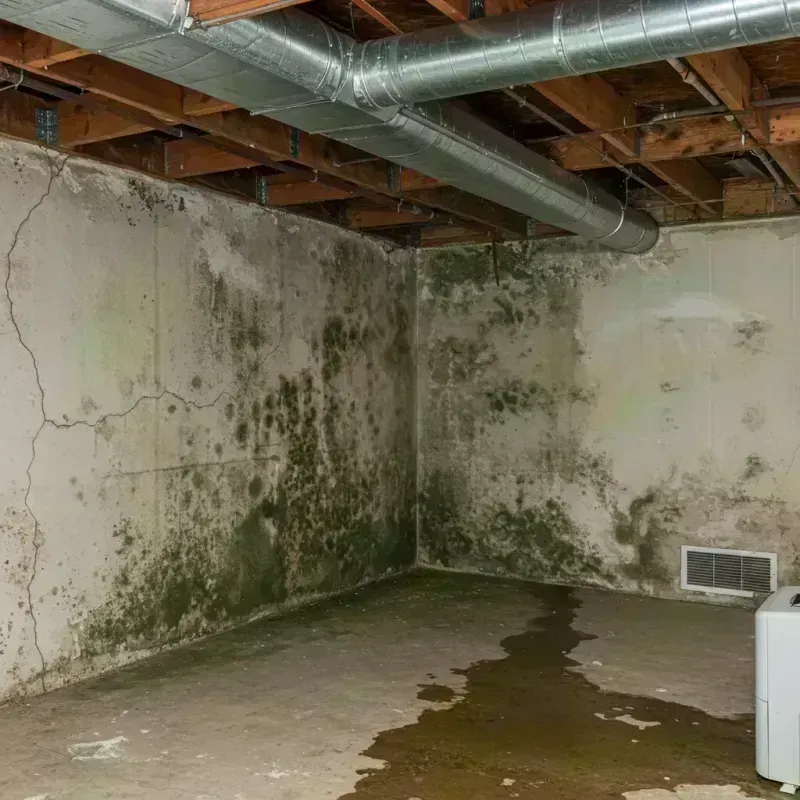 Professional Mold Removal in Bay, AR